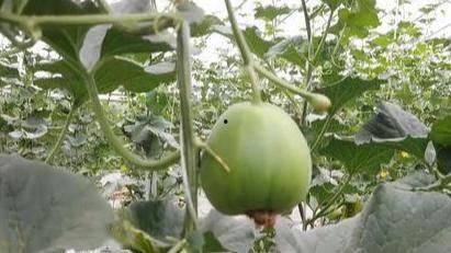 晨曦时梦见兮汉化 